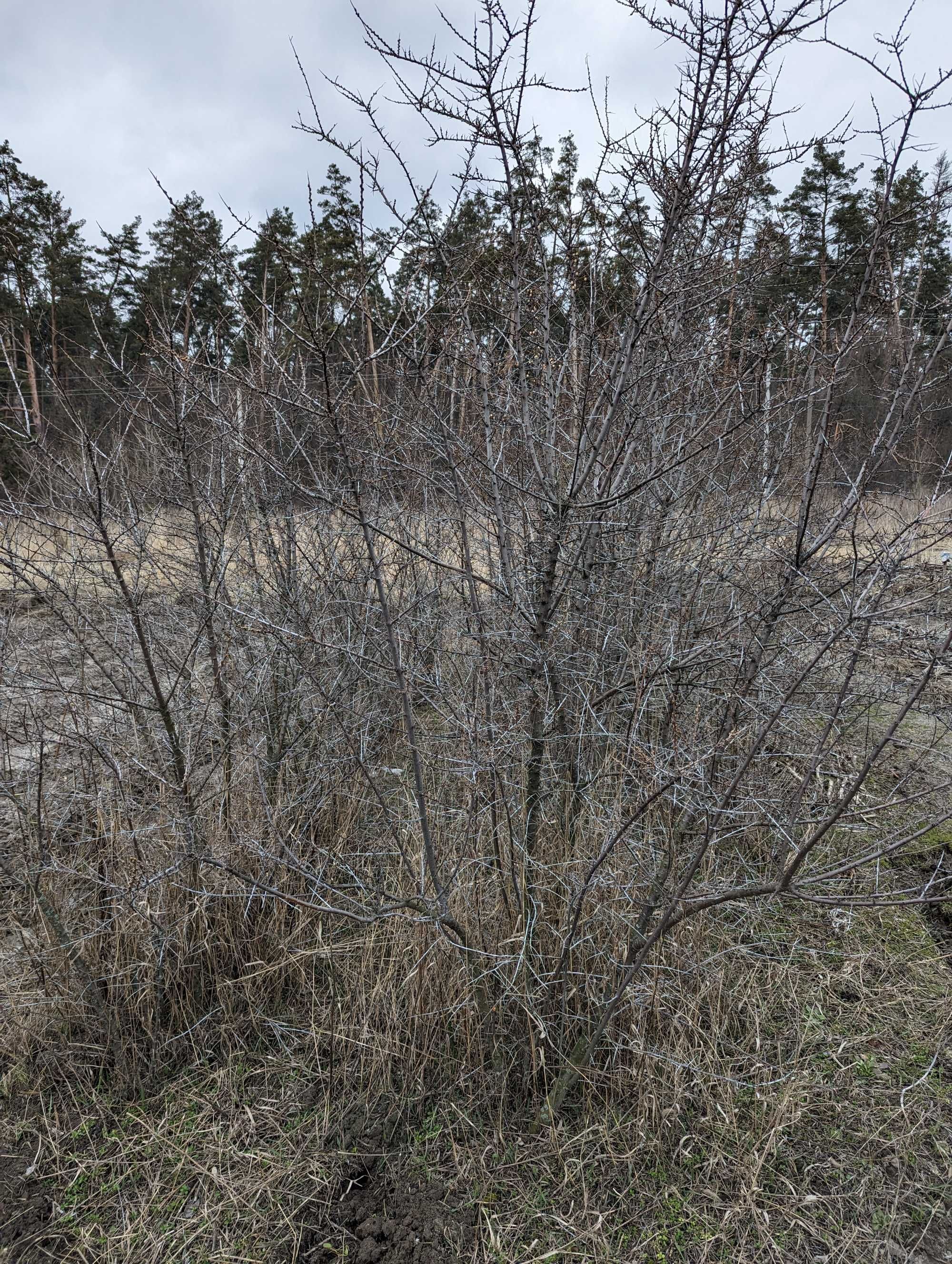 Саджанці обліпихи