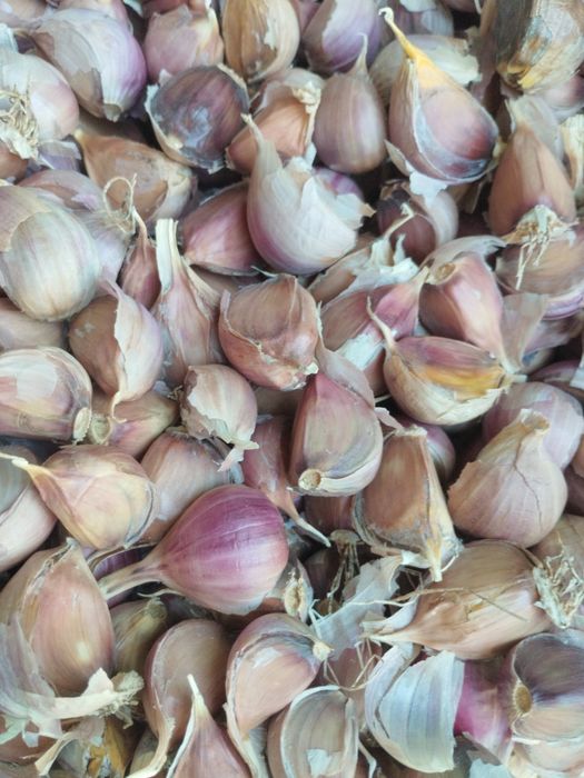 Часник Любаша зубок Перша репродукція
