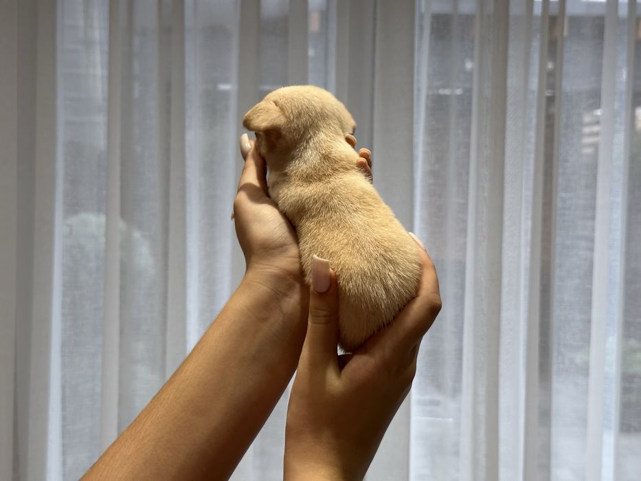 Хлопчики чихуахуа