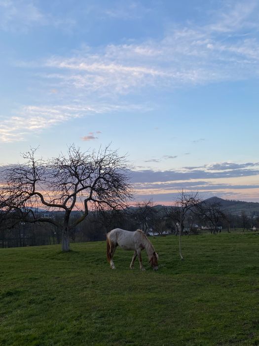 Продам кобилу 4 роки