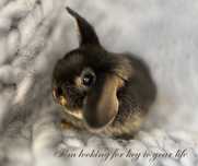 Króliczki mini lop * premium *