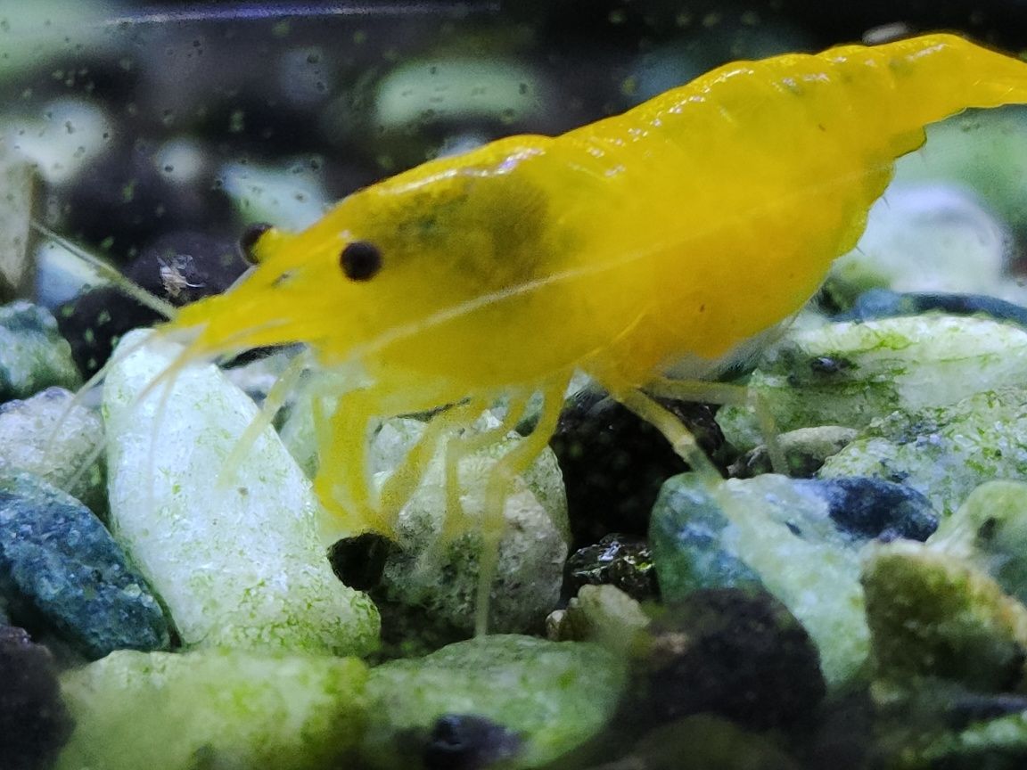 Krewetka neocaridina yellow