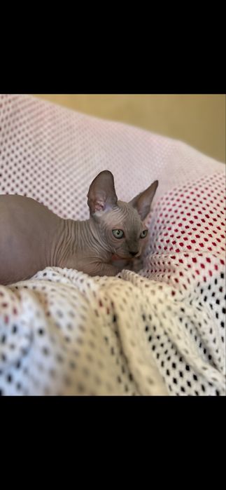 Канадський сфінкс