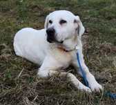 Pies w typie labrador szuka domu