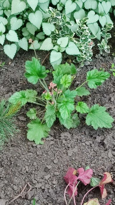 Очиток, седум, заячья капуста, молодило Хоста Гейхера ясколка