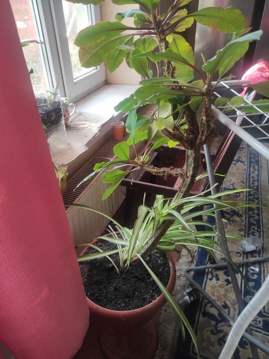 Віддам безкоштовно вазони з рослинами