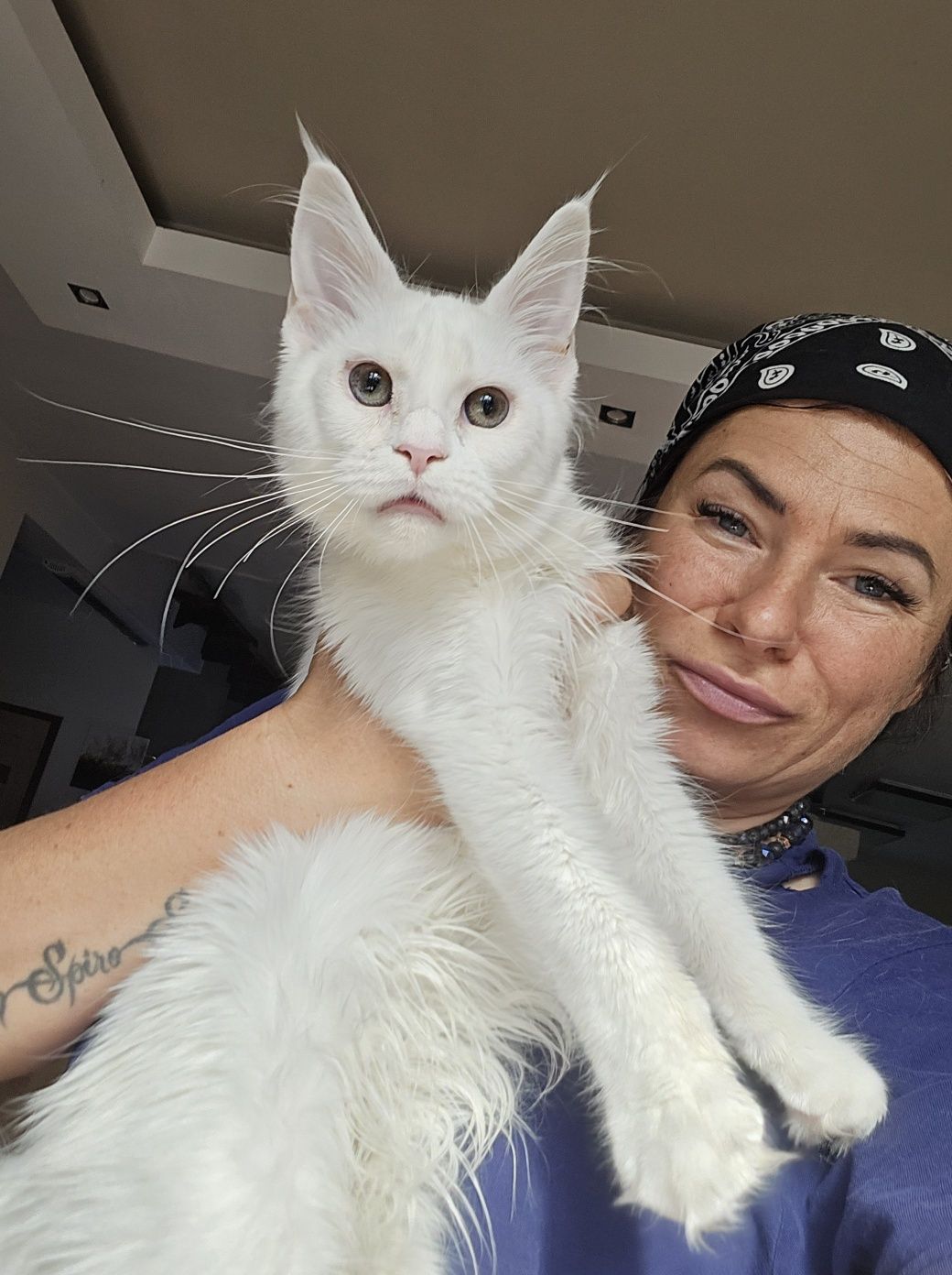 Maine Coon Felis Polonia kotka