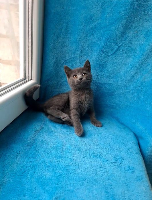 Очаровательная шотландская девочка