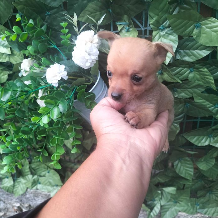 Pisncher super mini macho