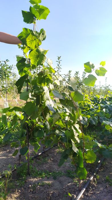 Sadzonka winorośli Swenson Red winogrono