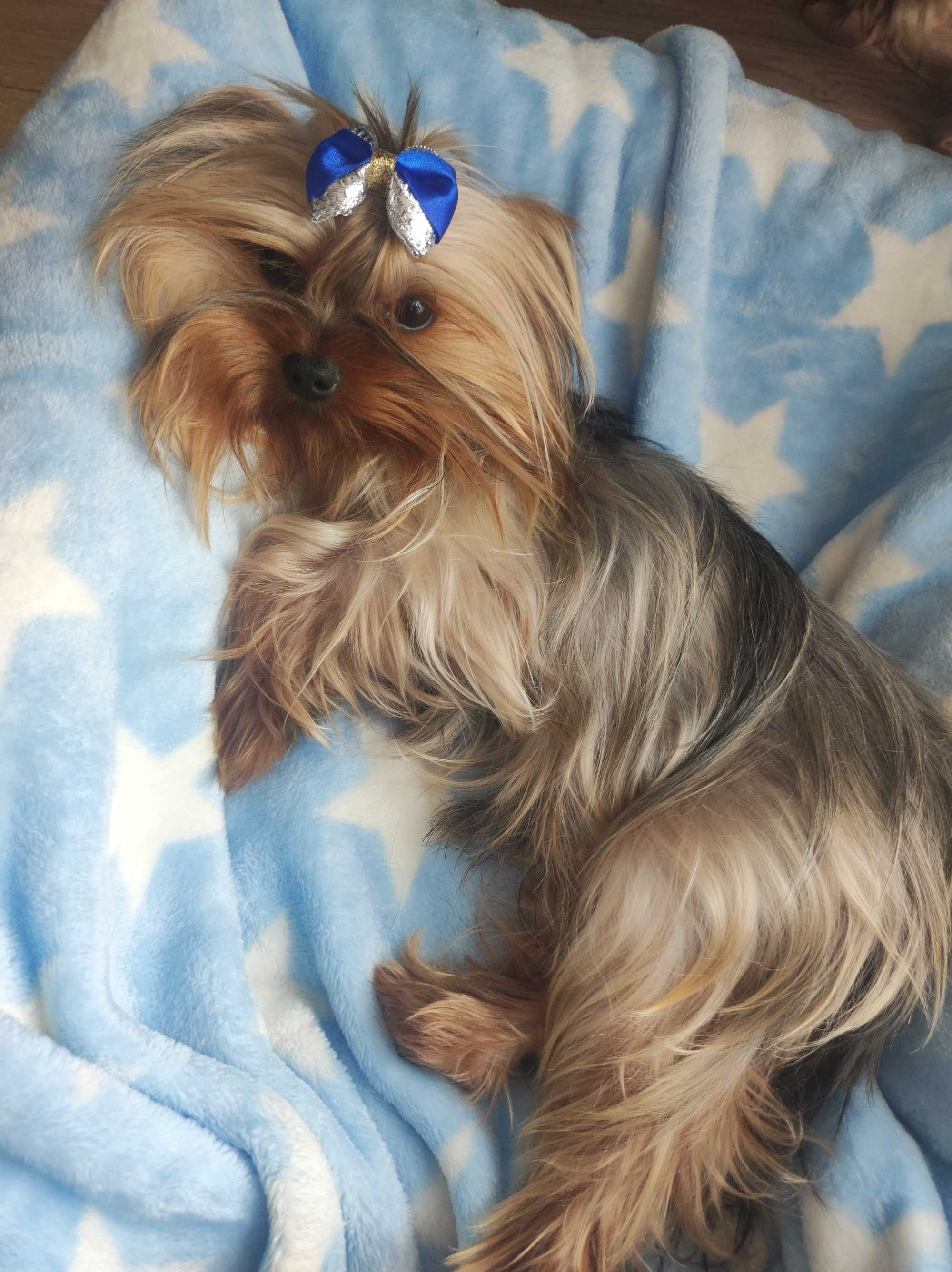 Yorkshire terrier