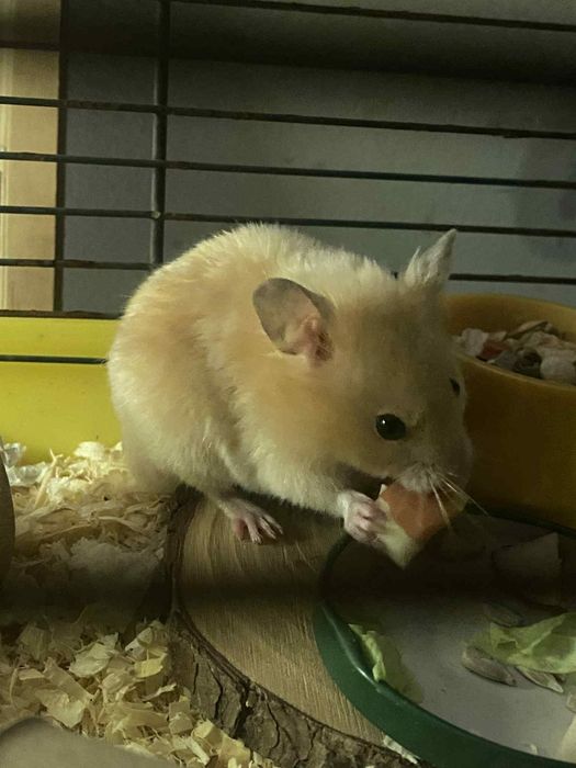 Chomik z klatka i akcesoriami