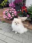 Szpic pomeranian piesek crem