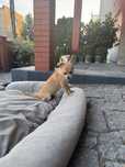 Chihuahua krótkowłosy odchowany śliczny piesek gotowy do odbioru!