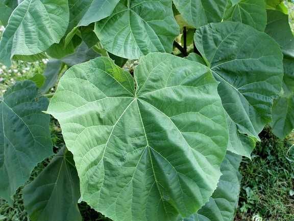 Oxygen tree drzewo tlenowe Paulownia ShanTong sadzonki