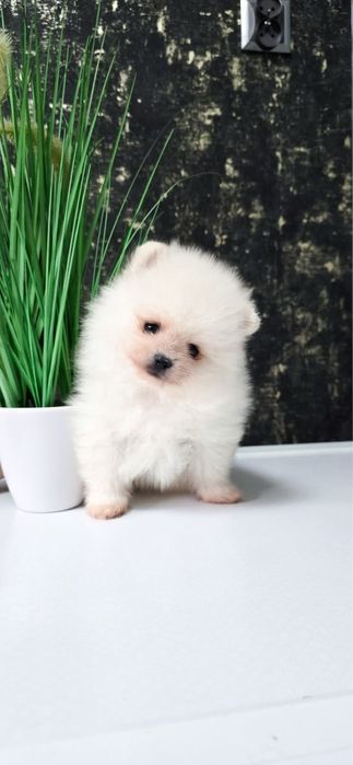XXS Cudowna biała sunia dla wymagających pomeranian szpic miniaturowy