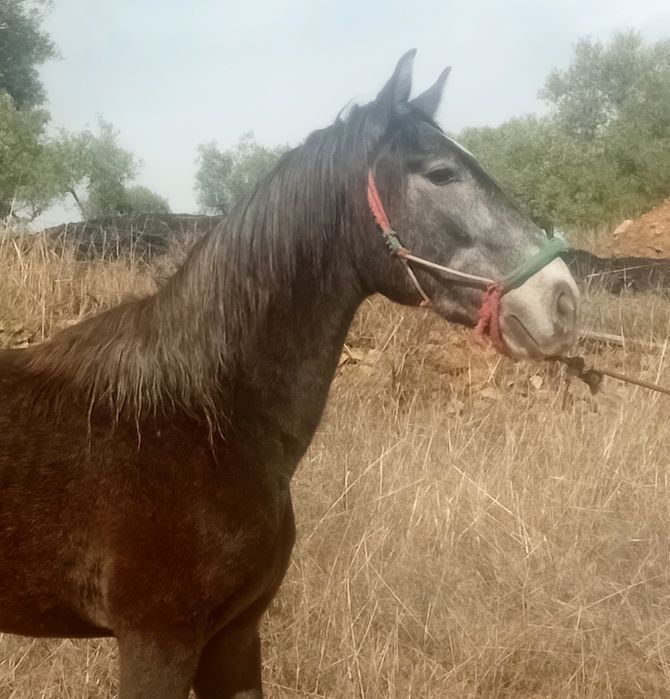Poldro puro sangue lusitano