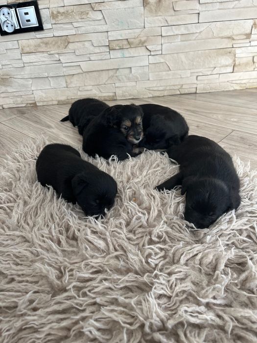 Pieski szukają dobrych domków :)