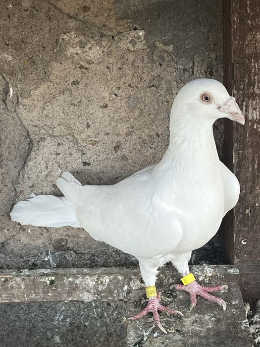 Gołębie pocztowe samce białe na Glazer