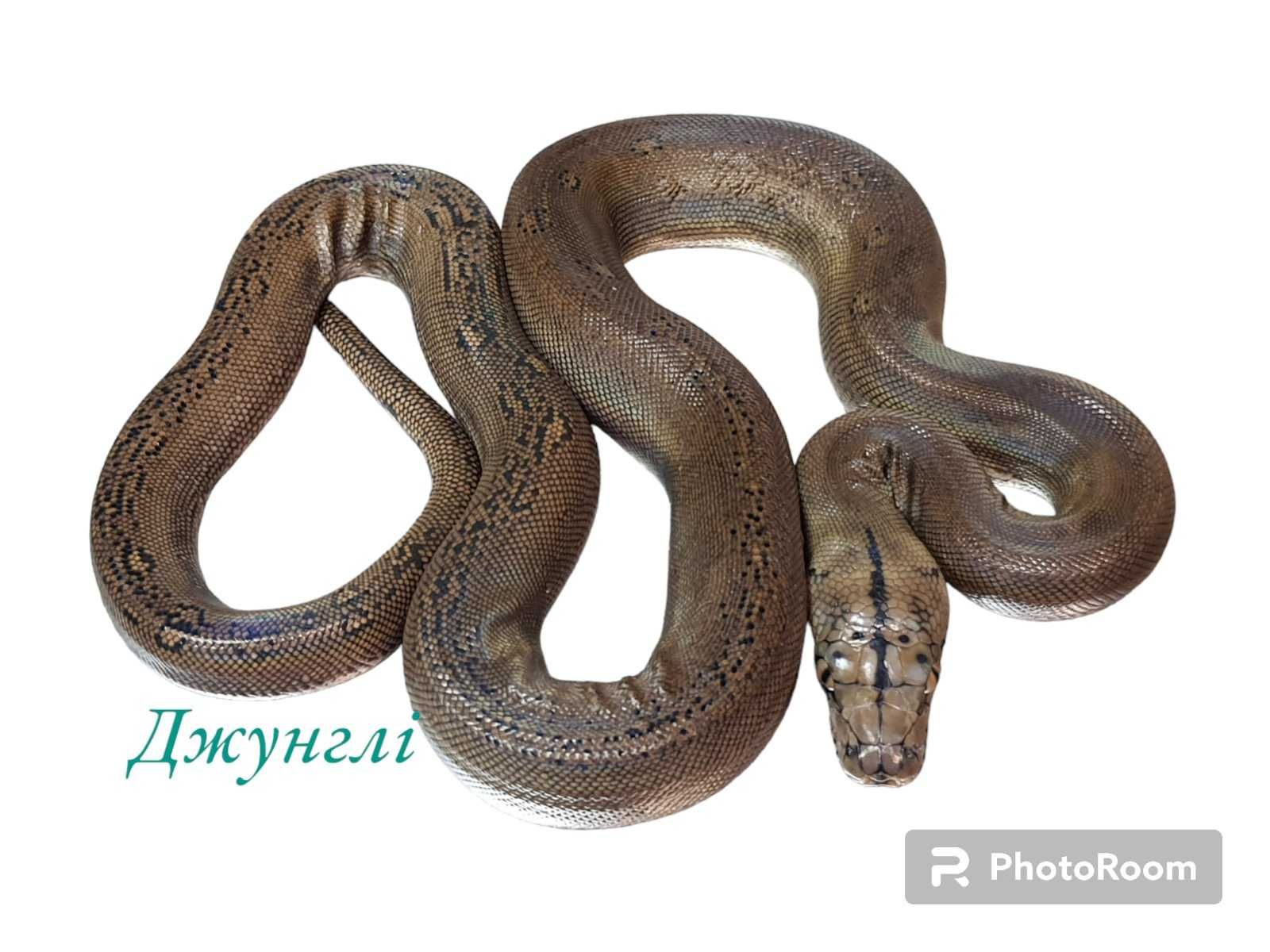 Сетчатый питон (Python reticulatus)