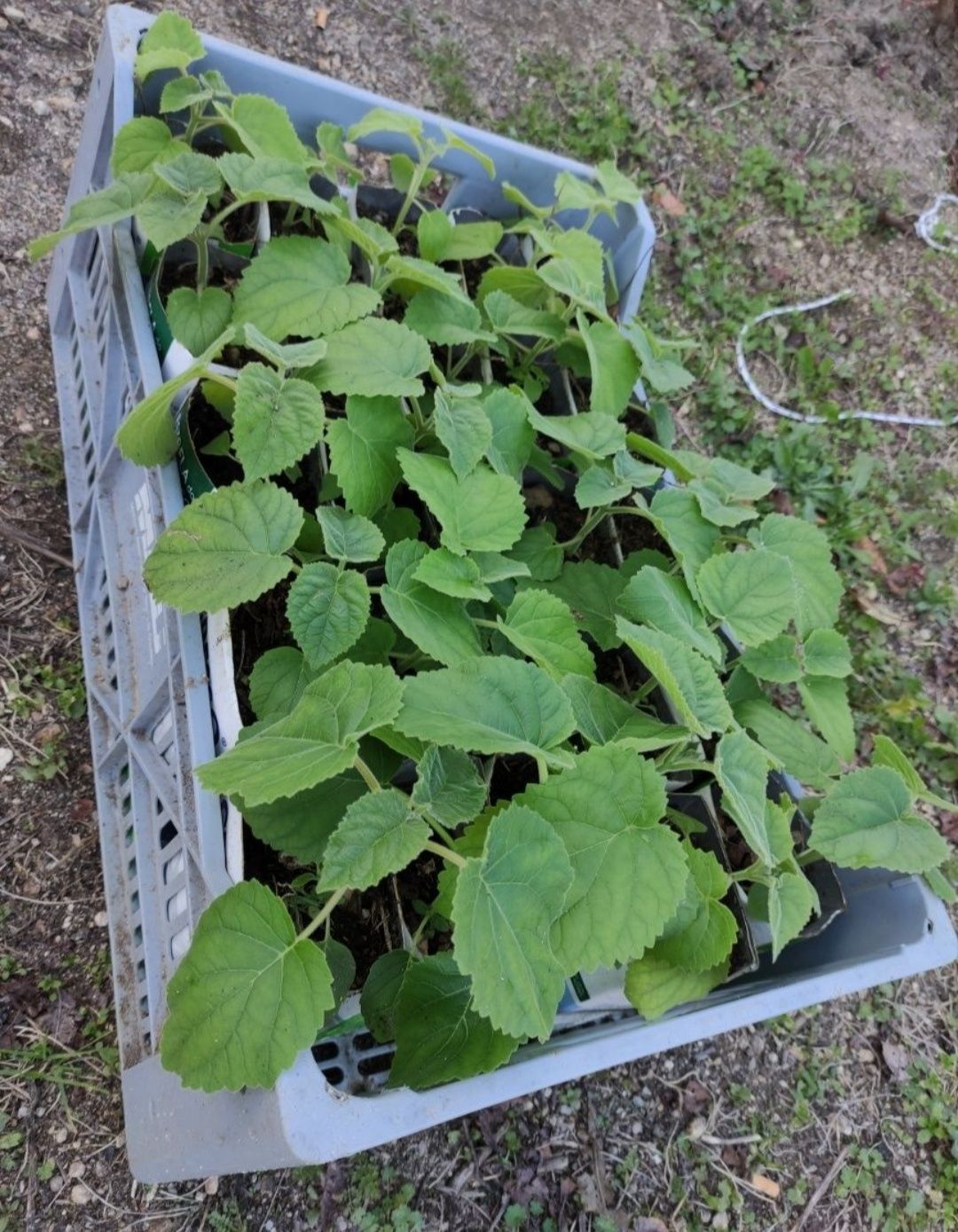 Paulownia elongata, paulonia árvore, planta ENTREGAMOS EM TODO O PAÍS