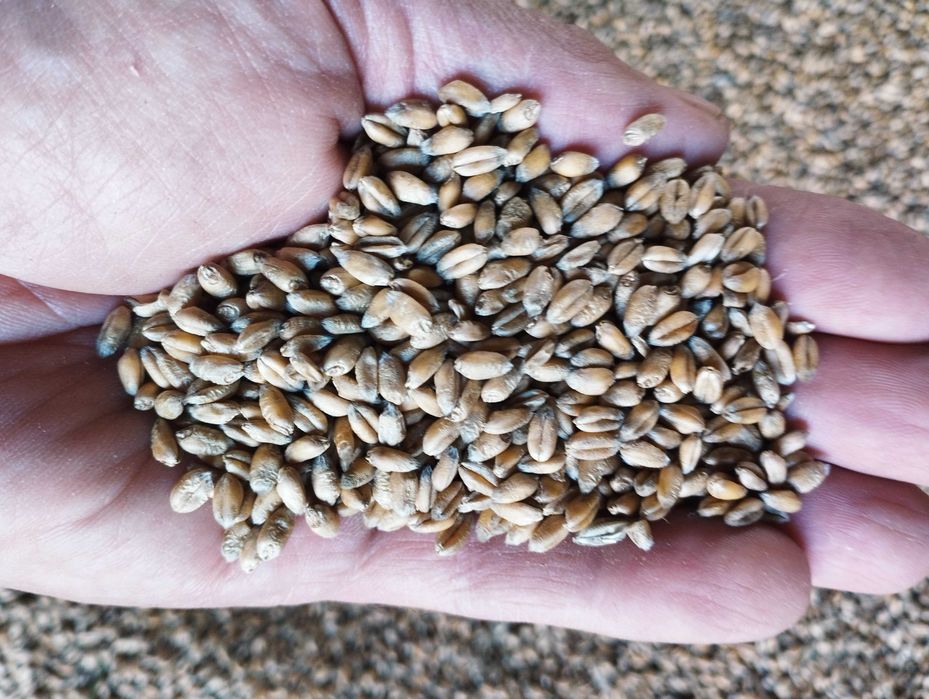 Pszenica ozima ekologiczna z certyfikatem dla kurek 25kg