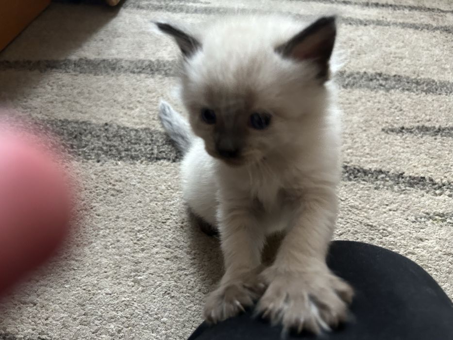 Piekne kotki Neva Masquerage