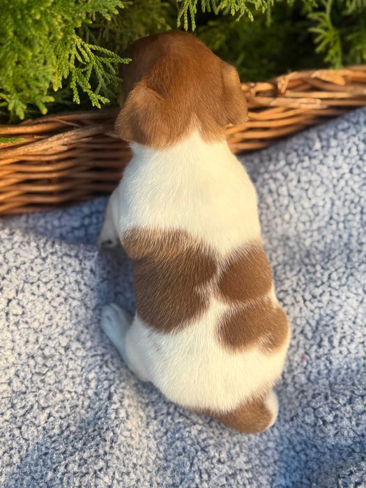 Jack Russell Terrier mini piesek w środku od#S M A R T I E *J A C K S#