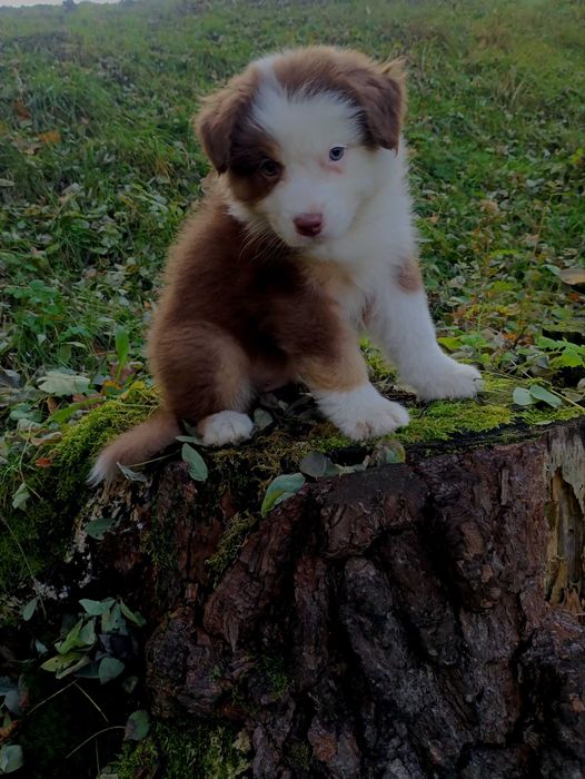 Owczarek australijski piesek red tri, długi ogon gotowy do zmiany domu