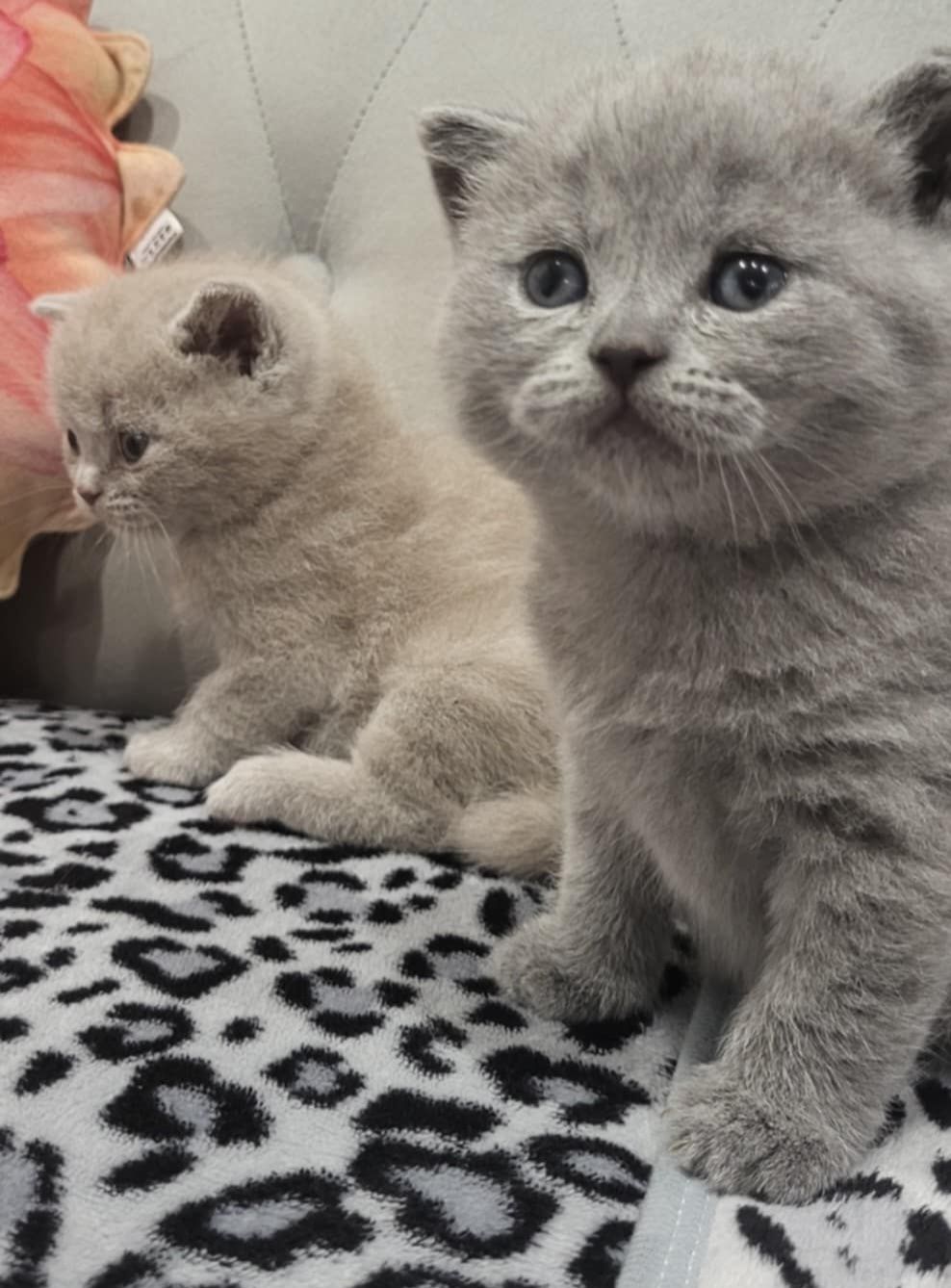 Kotka Brytyjska "Kitty Love"