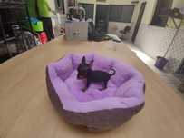 pinscher pincher hiper miniatura disponível para entrega imedi