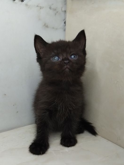 Чистокровний шотландський шоколадний хлопчик з ВАКЦИНАЦІЄЮ