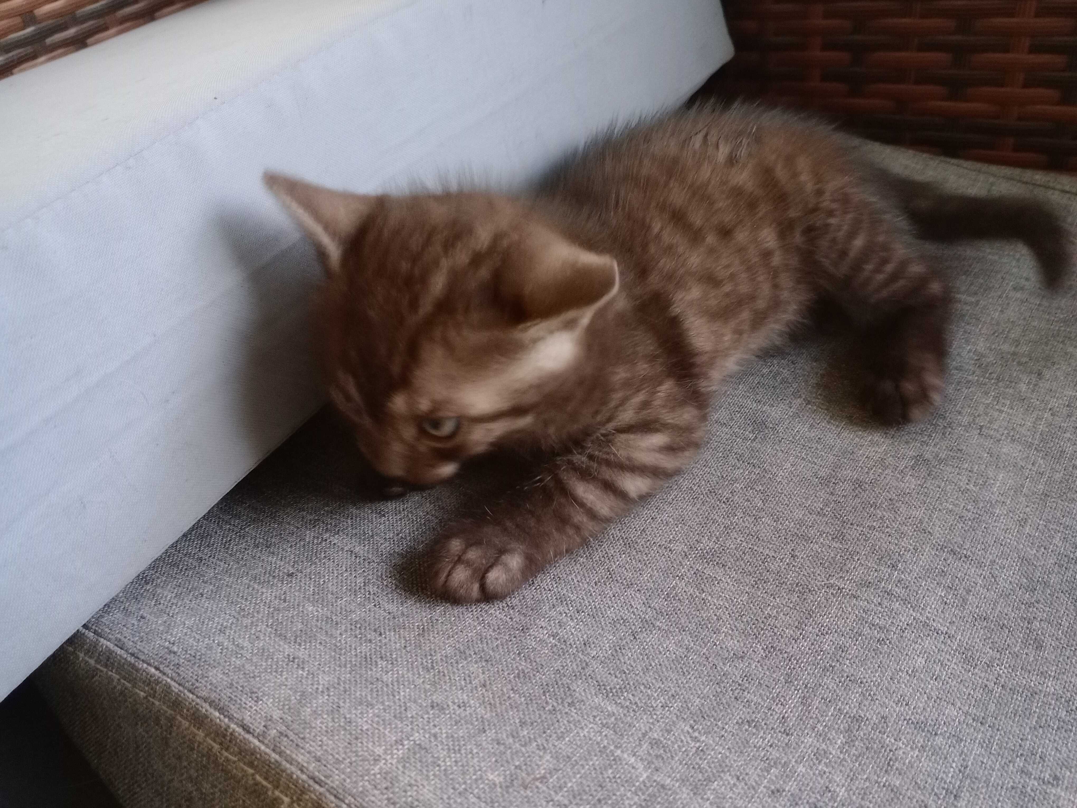 Kotki w troskliwe ręce