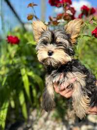 Yorkshire Terrier - maleńka sunia