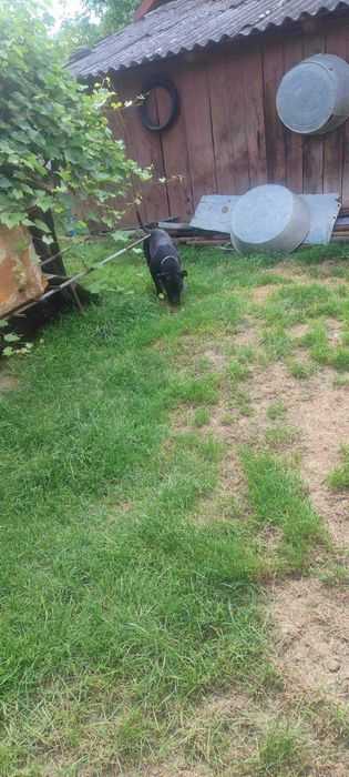 Амереканський стафорширський терєр