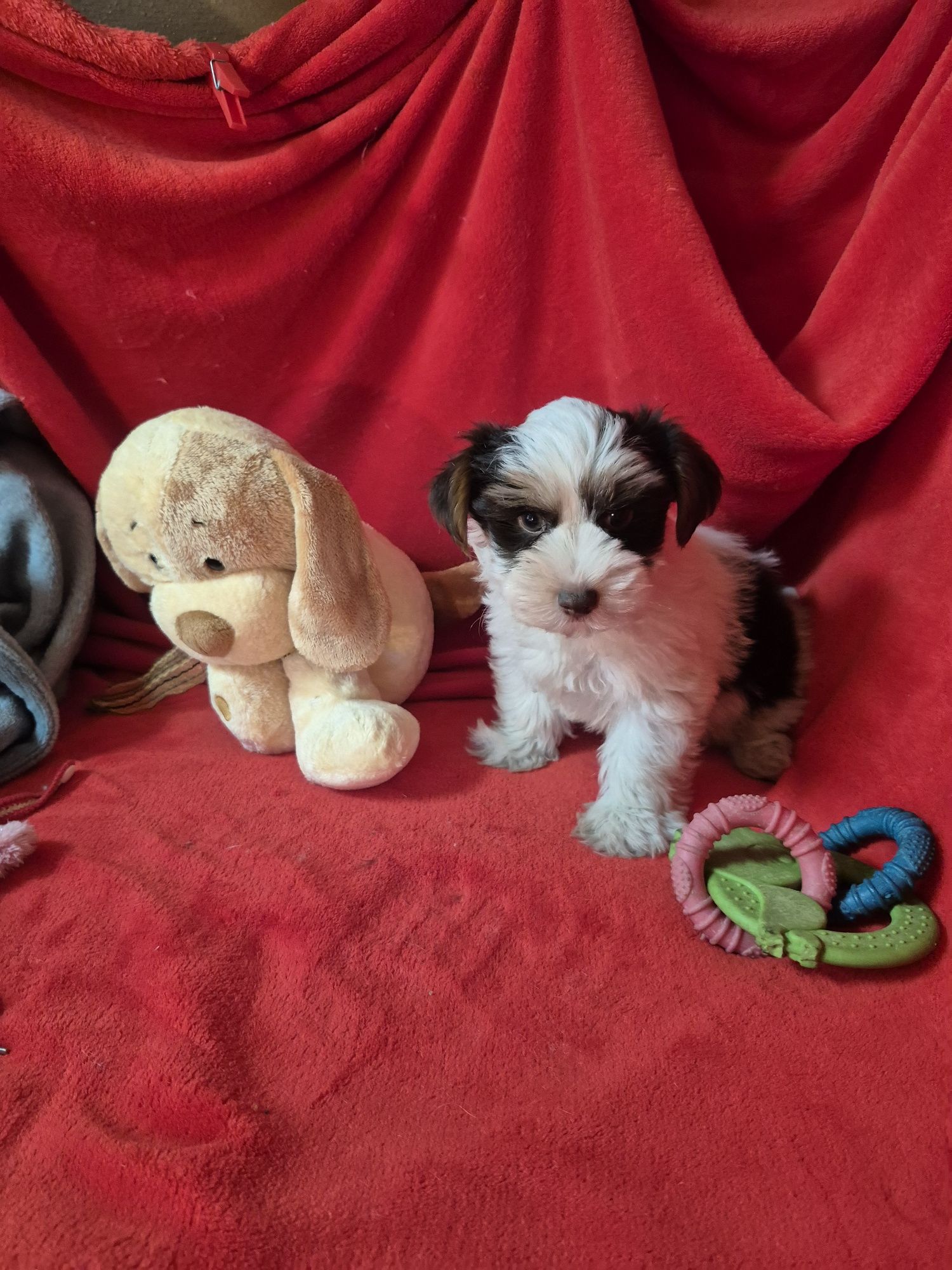 Biewer Terrier Macho Criadora Registada PT 3088 FL