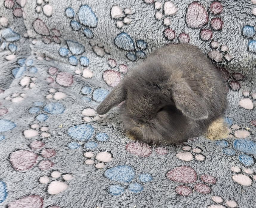 Króliczek Baranek Mini Lop