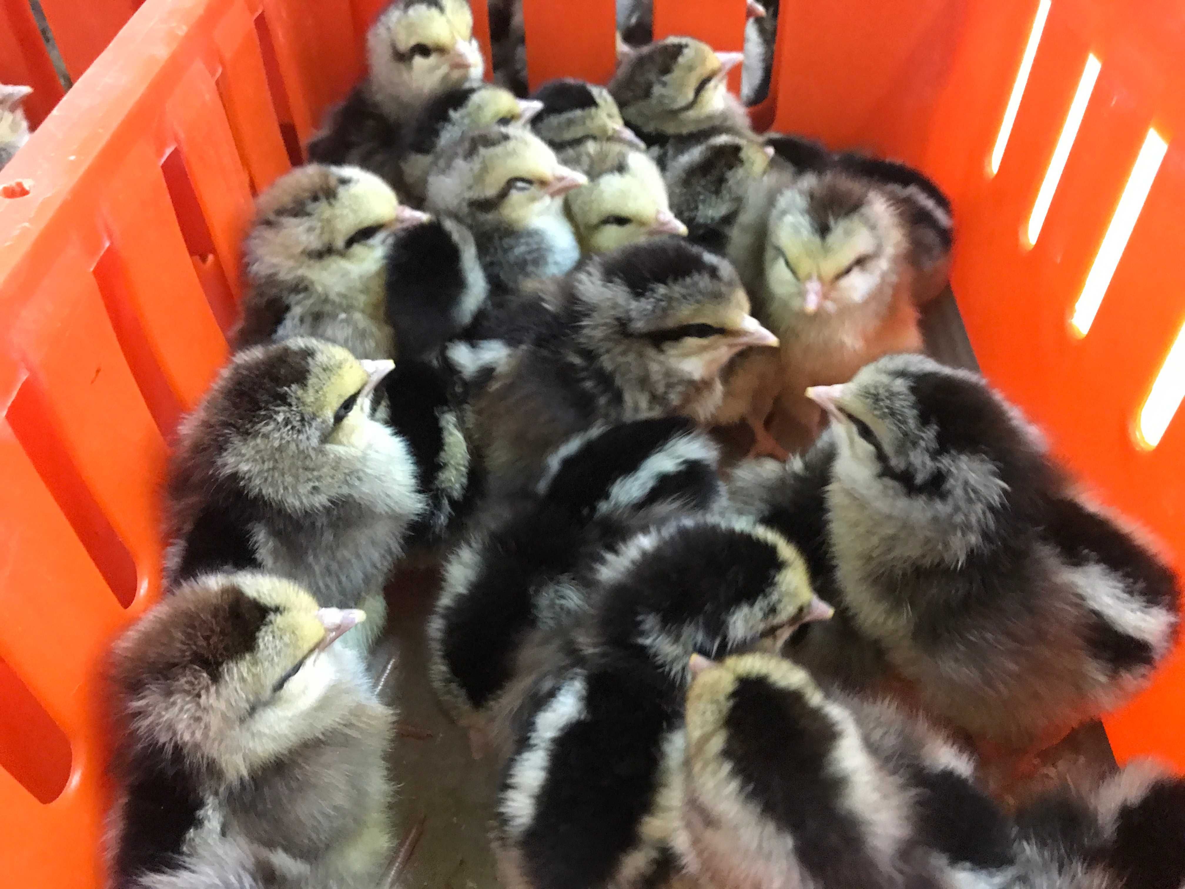 Kurczaki pisklęta nioski, Leghorn, Greenshell, Sussex, Rosa, Araukany