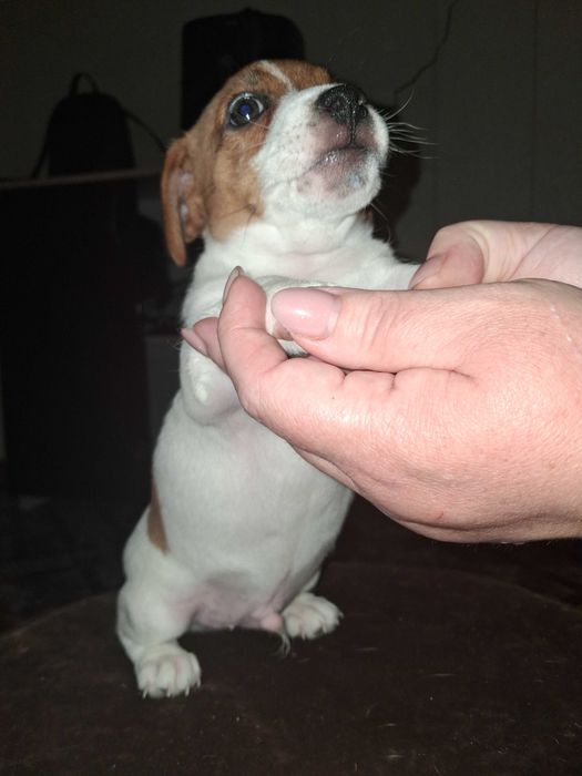 Продаются щенки джек рассел терьеры