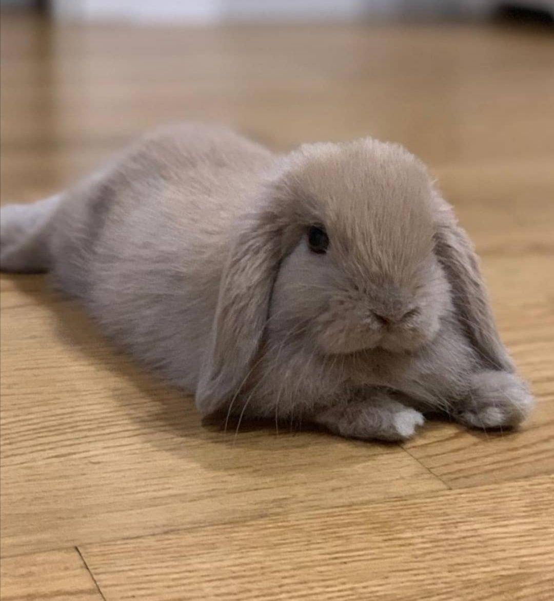 KIT Coelhos anões orelhudos, mini lop super inteligentes e dóceis