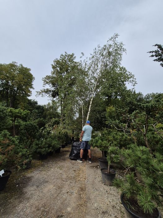 Brzoza Brodawkowata 8-10m