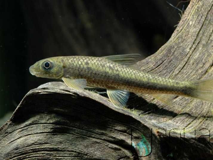 Comedor de Algas Chinês