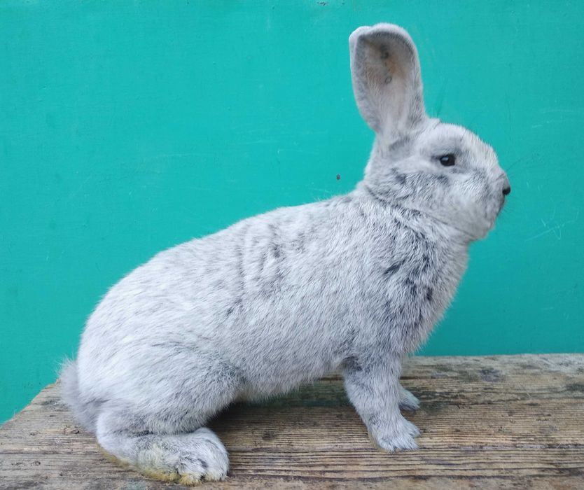 Европейське Срібло.