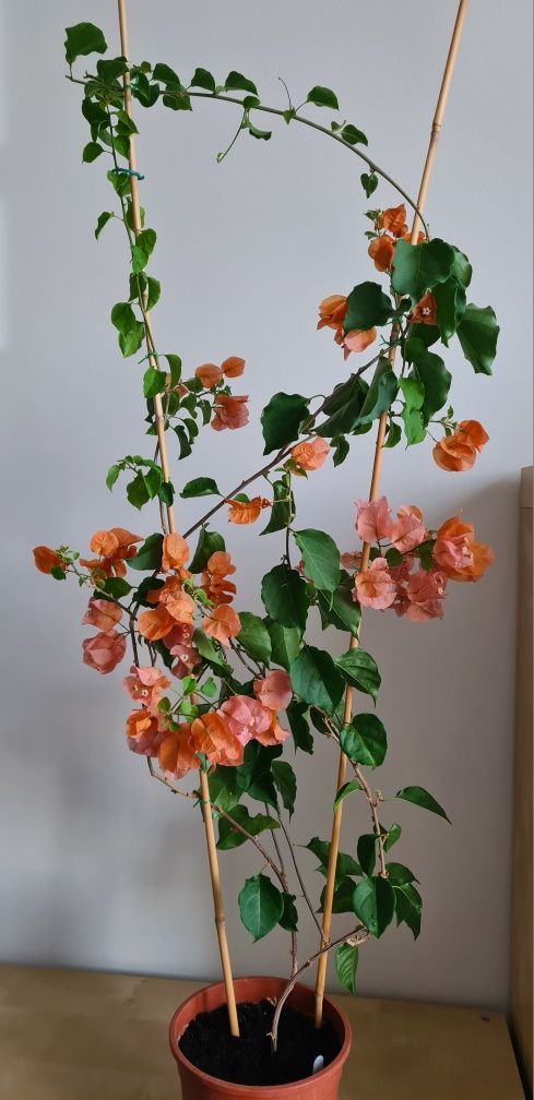 Bougainvillea łososiowa 110 cm bugenwilla