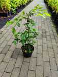 Grab pospolity carpinus betulus żywopłot