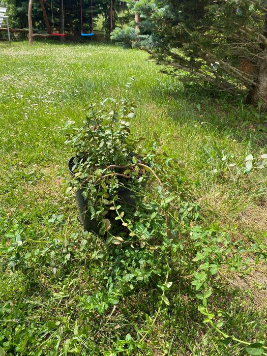 WYPRZEDAŻ - drzewka, sadzonki, krzewy ozdobne