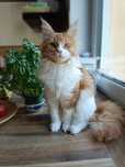 Prześliczna kotka Maine Coon (FPL)
