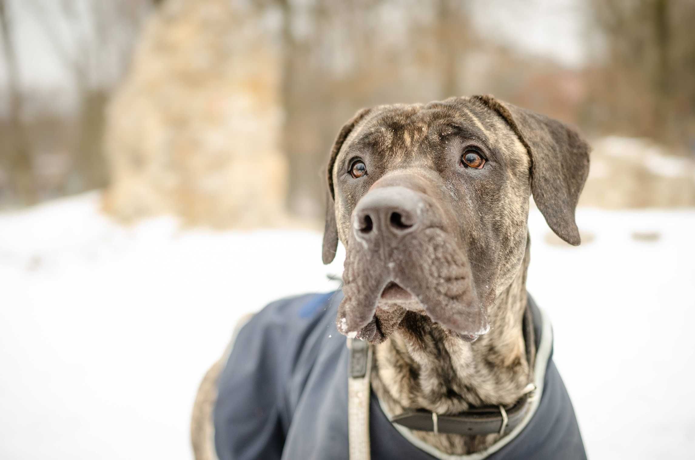 Dog kanaryjski - piękny filet poleca się do adopcji!