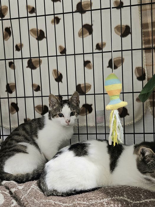 Kociaki do adopcji Bolek i Lolek, kotki, kot
