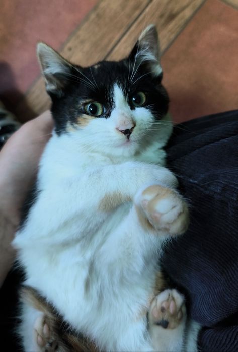 Adoção responsável gatinha